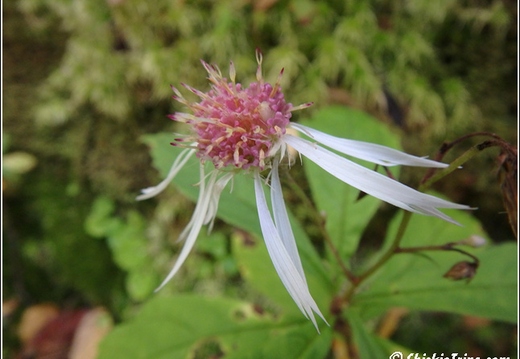 Flowers 045