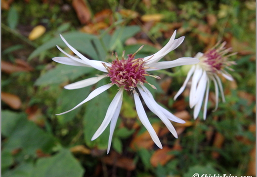 Flowers 046