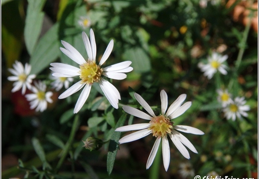 Flowers 052