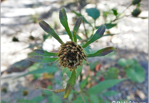 Flowers 055