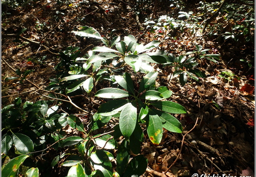 Flowers 058