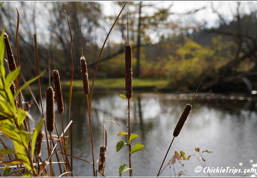 NY Pratts Falls Park - Manlius New York 00252