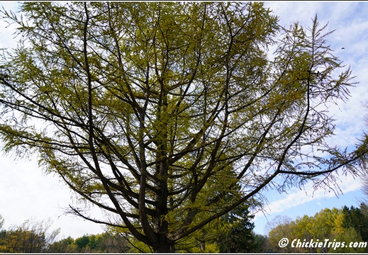 NY Pratts Falls Park - Manlius New York 00254