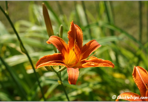 Flowers 003
