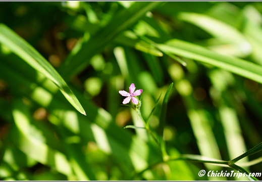 Flowers 005