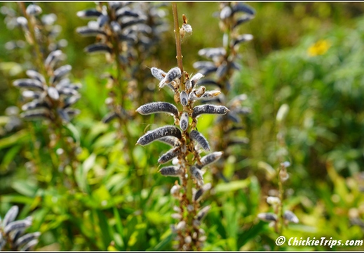 Flowers 008