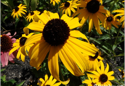 Flowers 002
