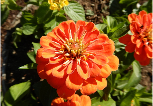 Flowers 03