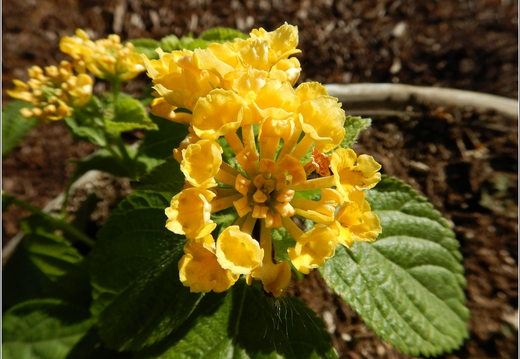 Flowers 04