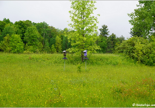 New York - John Boyd Thacher State Park 37