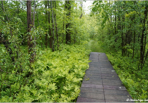 New York - John Boyd Thacher State Park 42