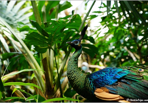 New York - Central Park Zoo 00008
