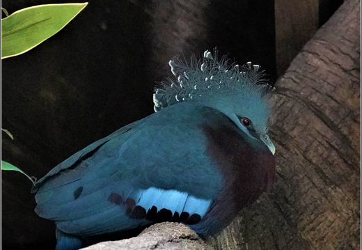 New York - Central Park Zoo 00012