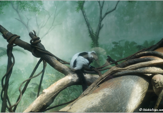 New York - Central Park Zoo 00014