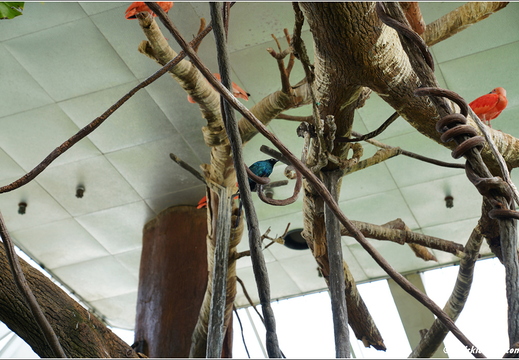 New York - Central Park Zoo 00015