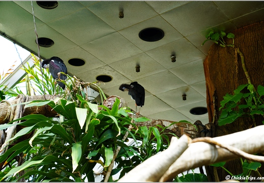 New York - Central Park Zoo 00016