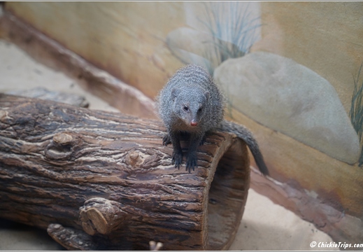 New York - Central Park Zoo 00018
