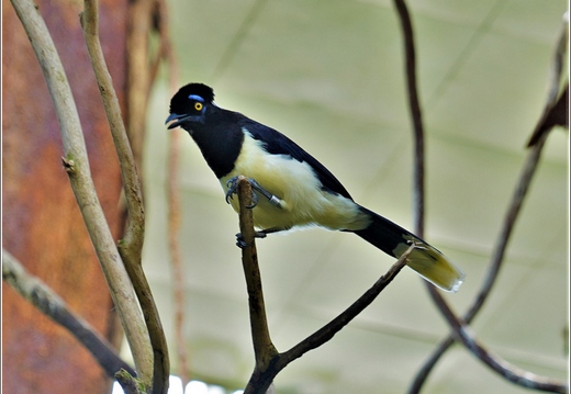 New York - Central Park Zoo 00025