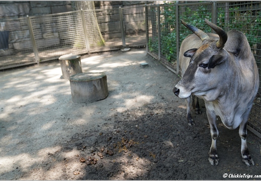 New York - Central Park Zoo 00070