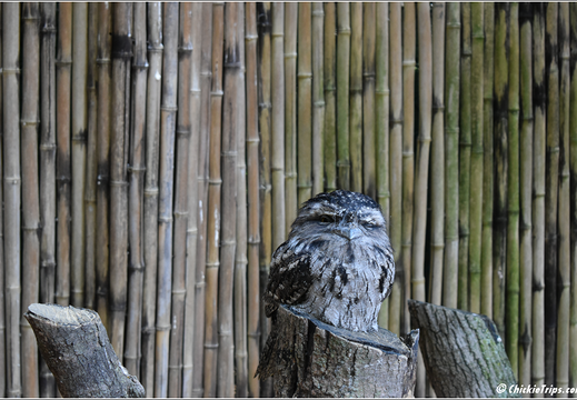 New York - Staten Island Zoo 0003