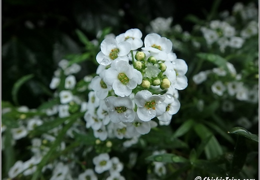 Flowers 006