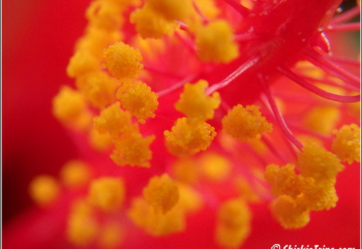 Flowers 013