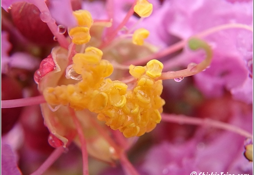 Flowers 018