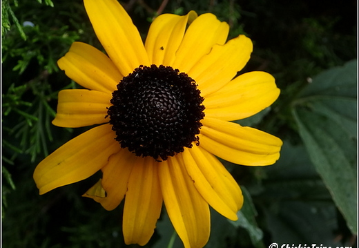 Flowers 022