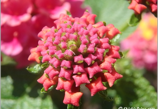 Flowers 043