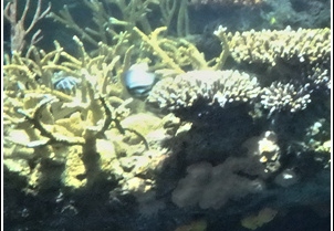 New York Aquarium 003