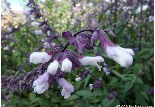 Flowers 006