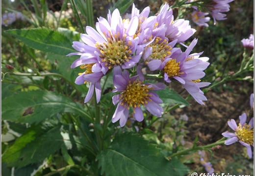 Flowers 007