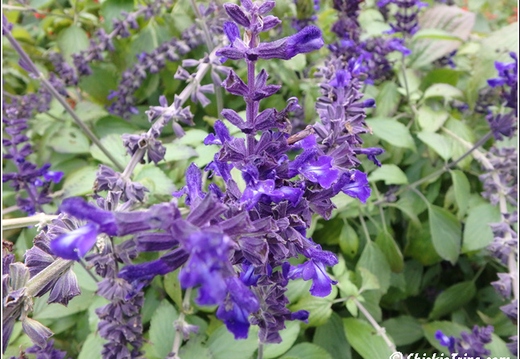 Flowers 008