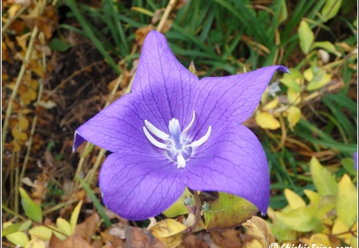 Flowers 012