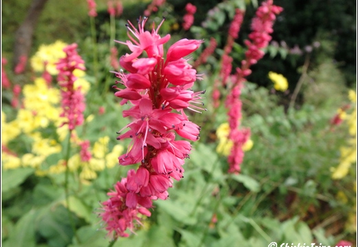 Flowers 019