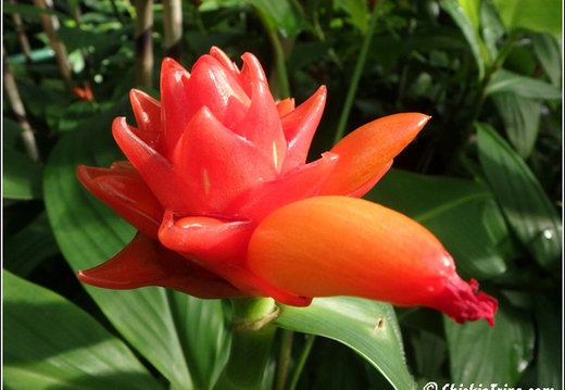 Flowers 022