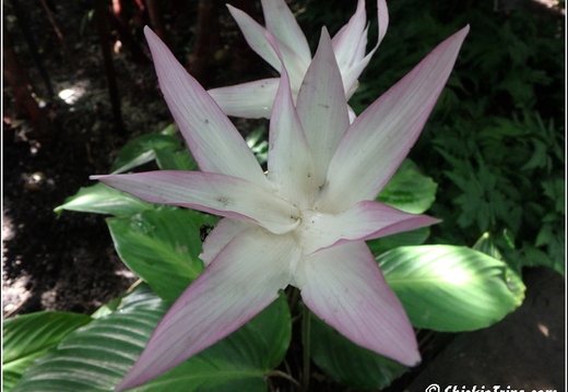 Flowers 041