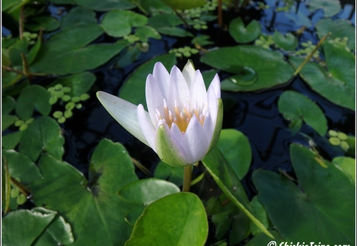 Flowers 044