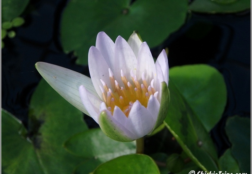 Flowers 046