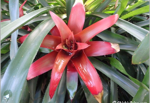 Flowers 050