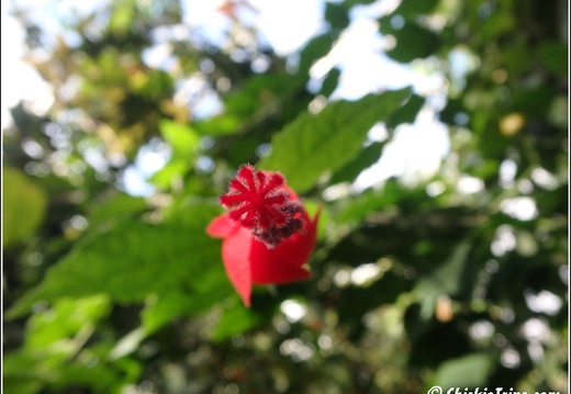 Flowers 057