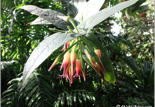 Flowers 059