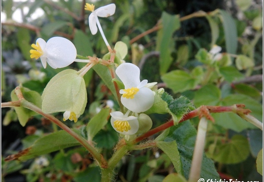 Flowers 066