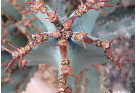 Flowers 095