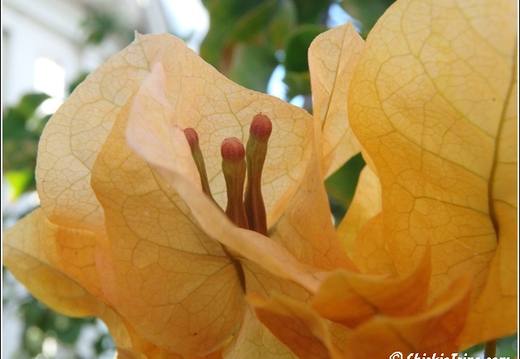 Flowers 101