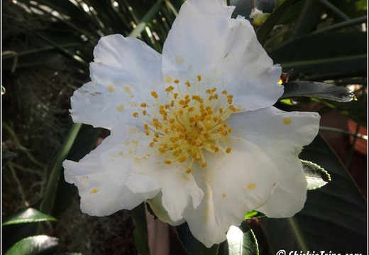 Flowers 106