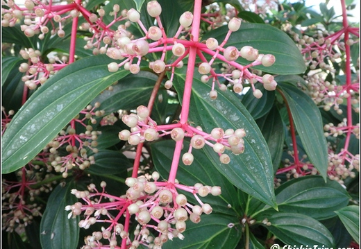 Flowers 107