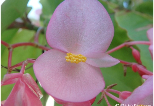 Flowers 111
