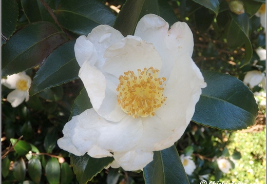 Flowers 117