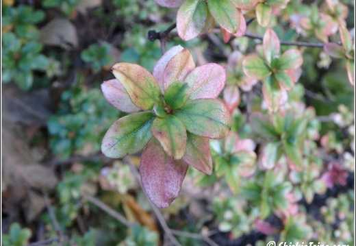 Flowers 121